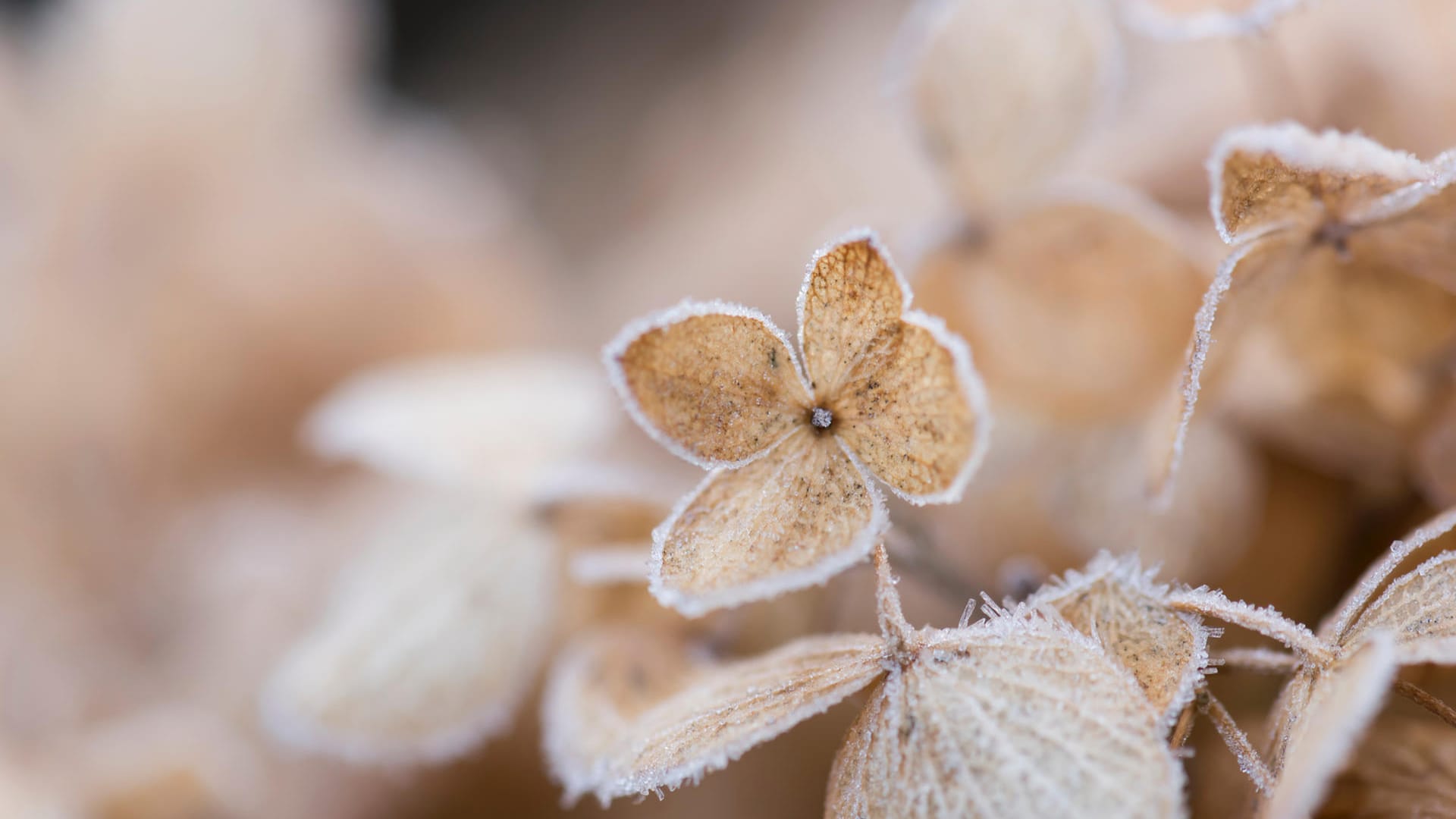 Hydrangea brown winter frost