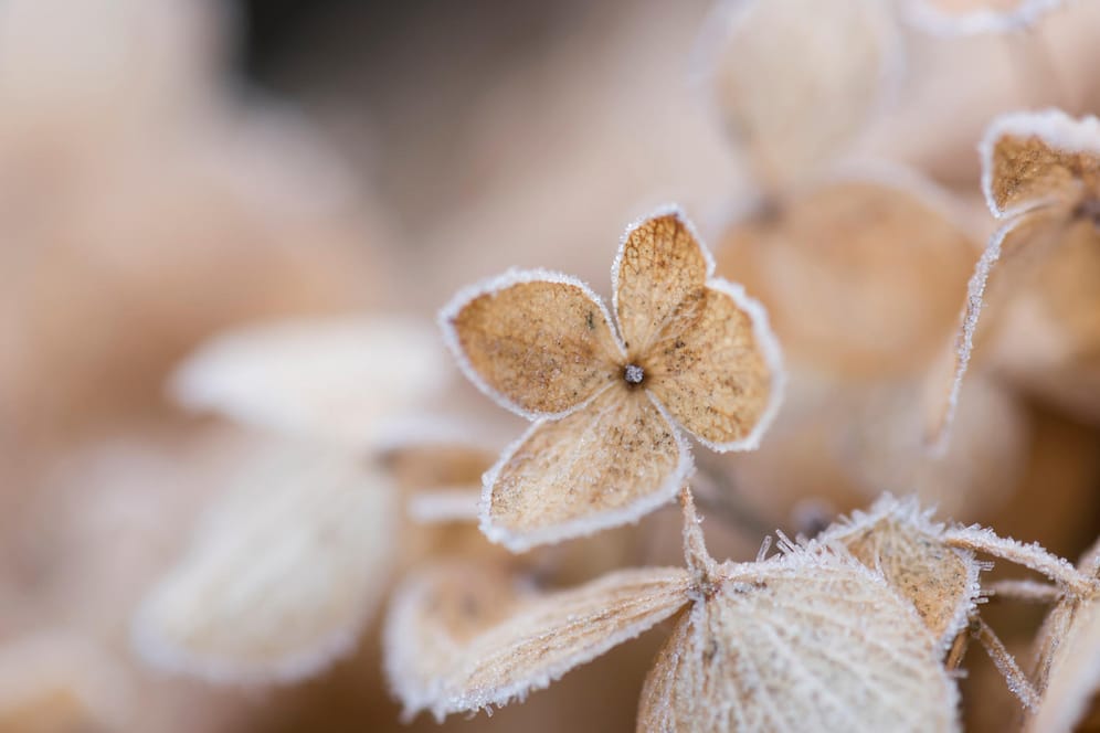 Hydrangea brown winter frost
