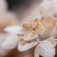 Hydrangea brown winter frost