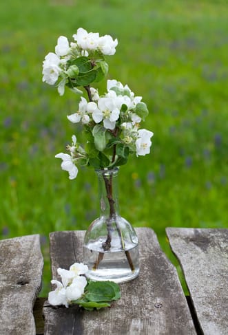 Vasen-Test: Mit diesem Trick wissen Sie, welche Zweige Sie entfernen dürfen.