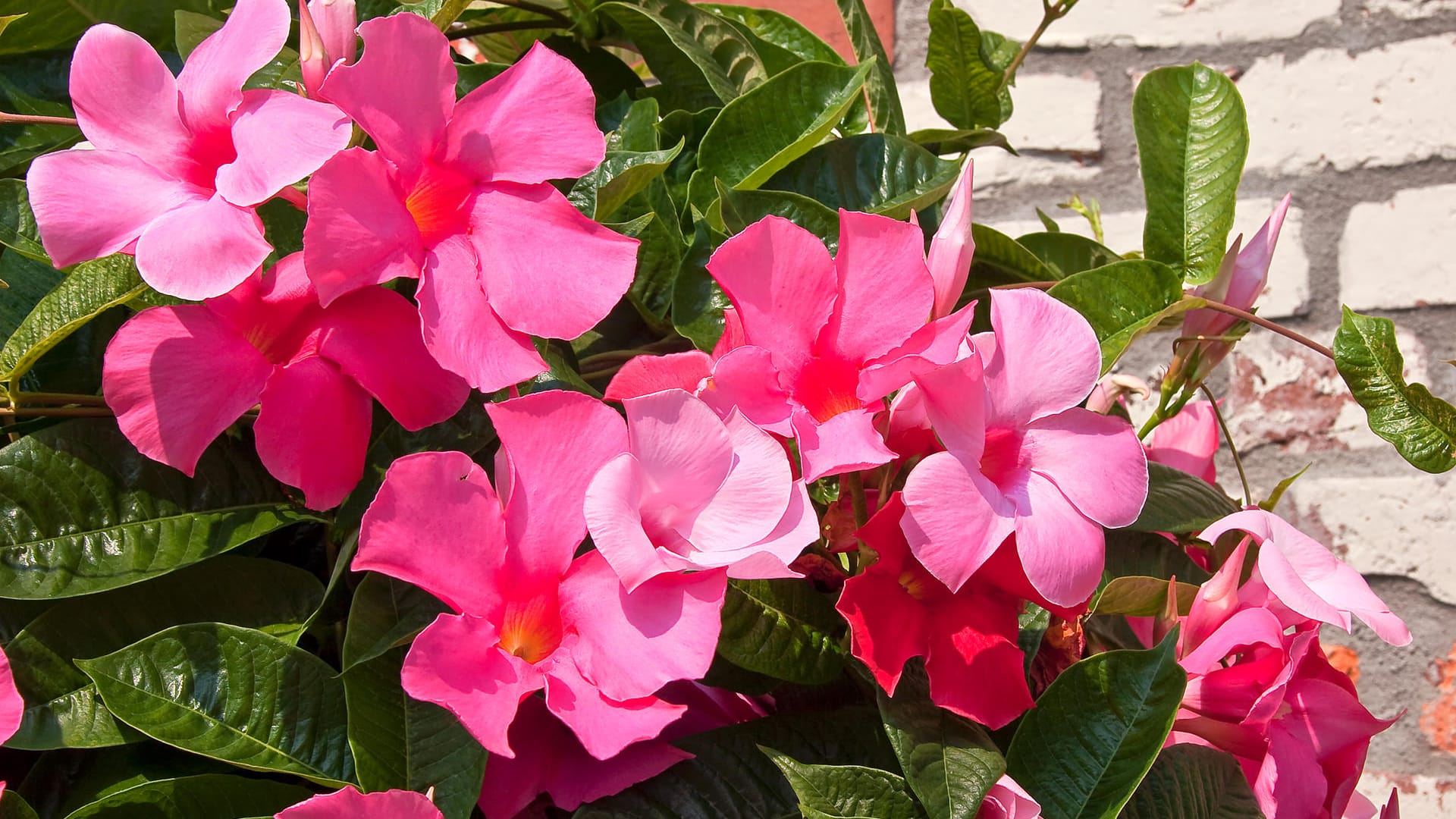 Pink Mandevilla