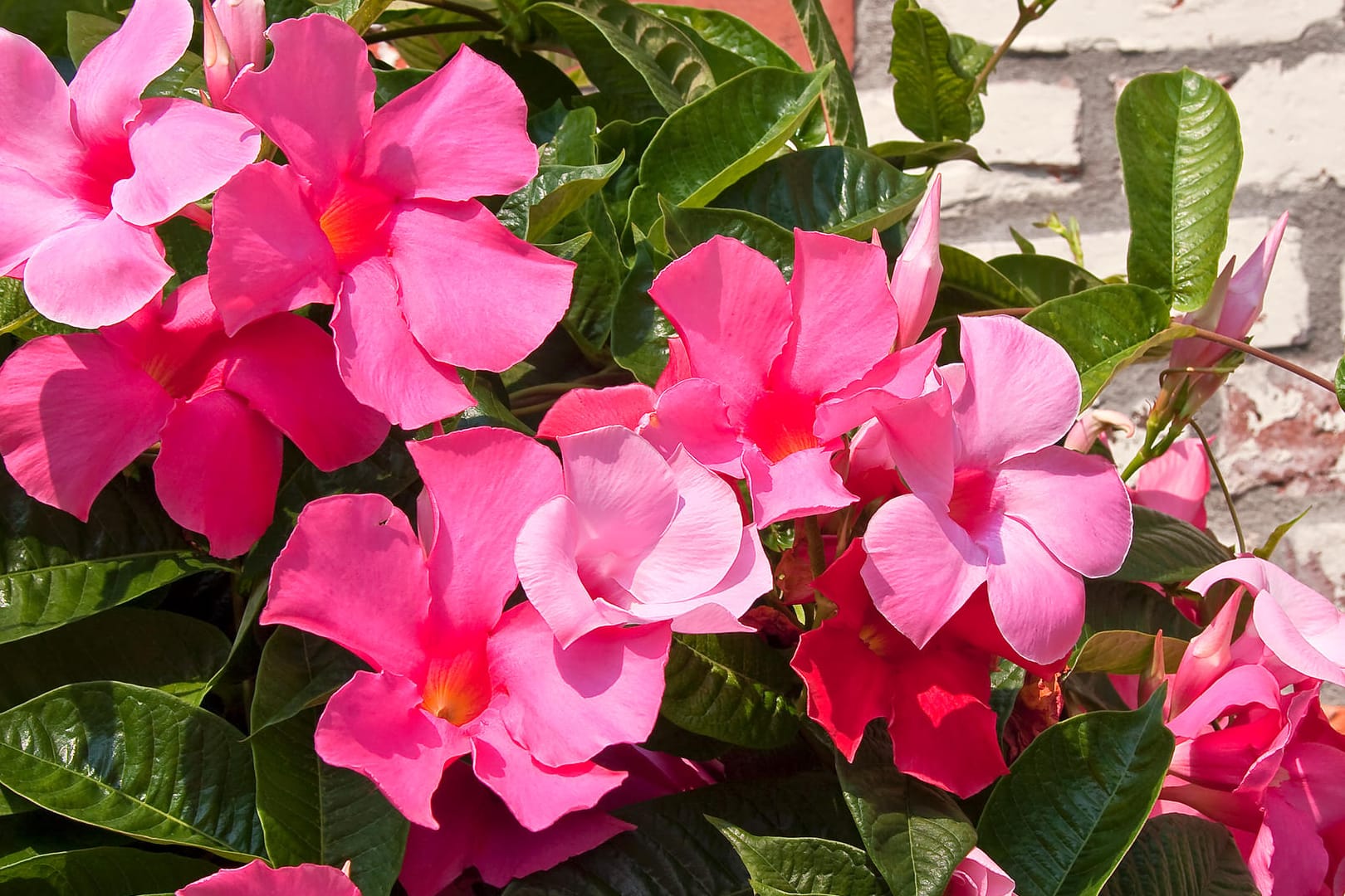 Pink Mandevilla