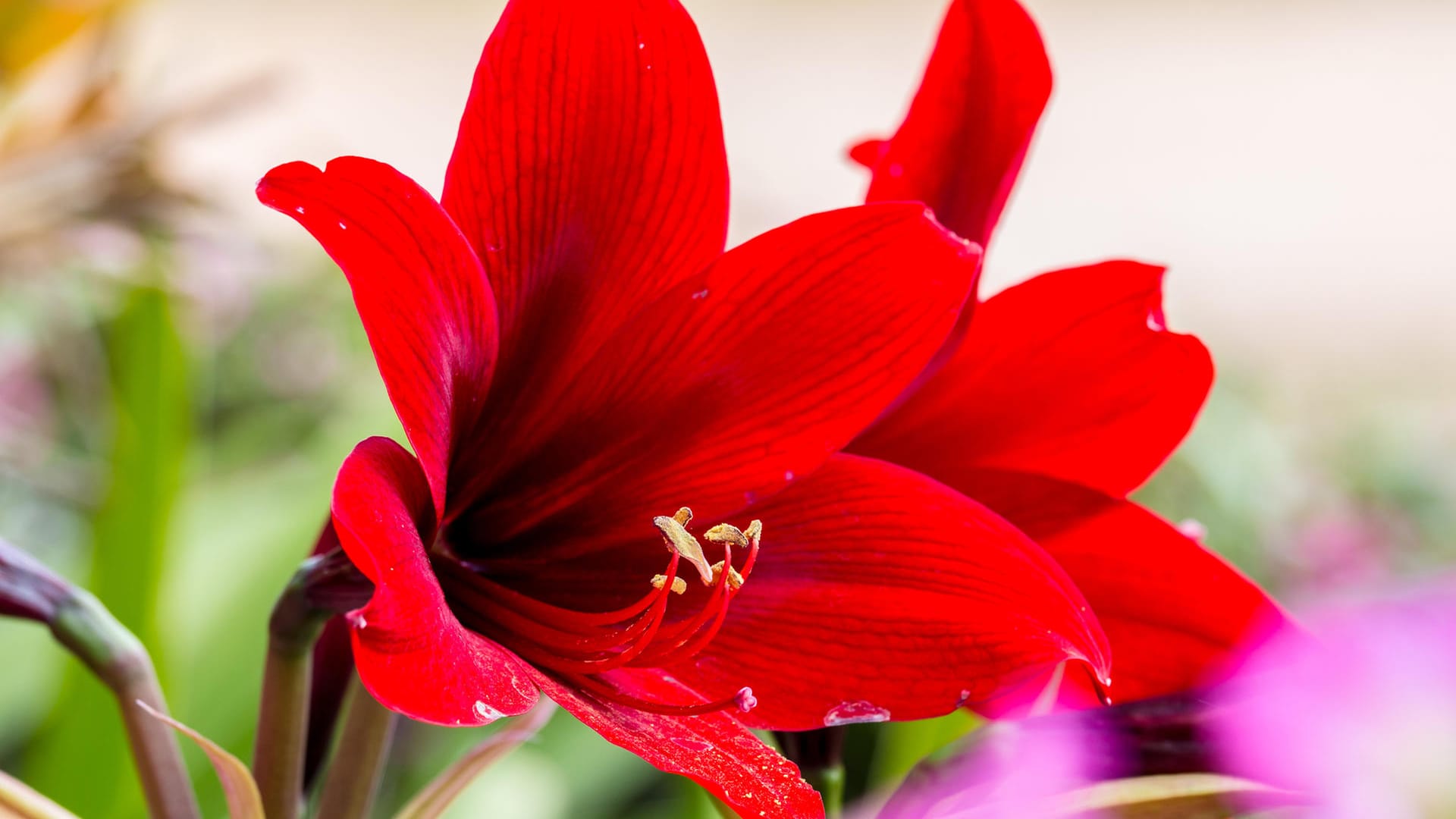 Rote Amaryllis