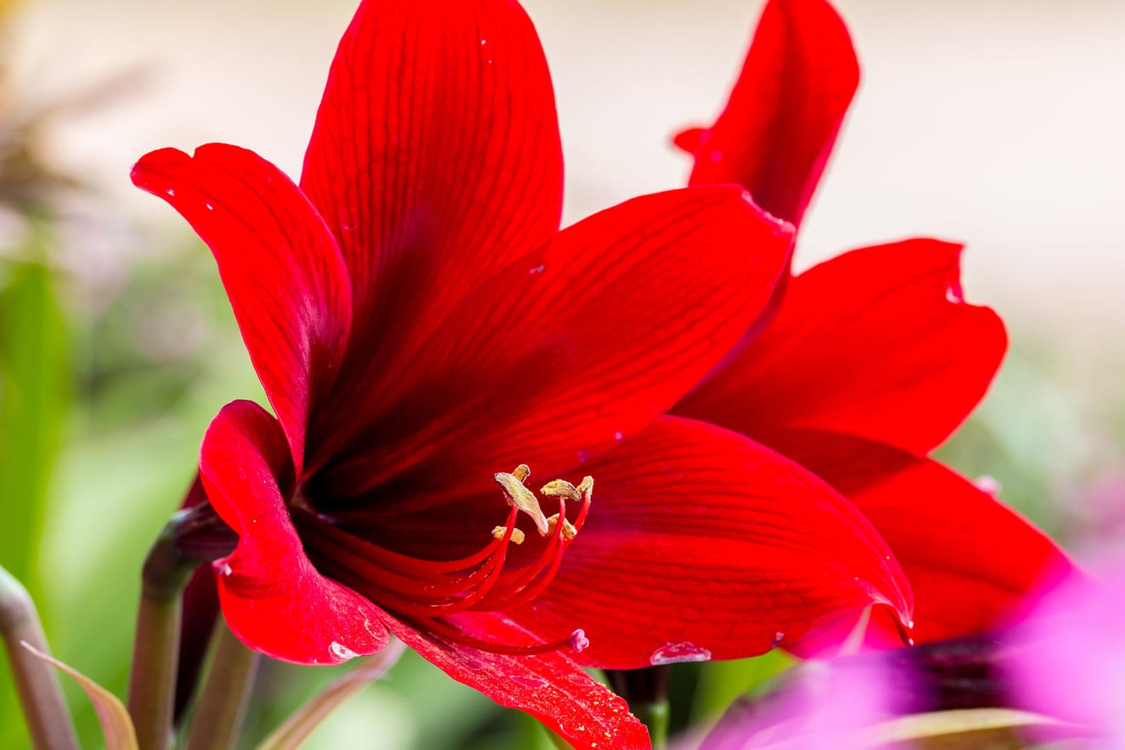 Rote Amaryllis