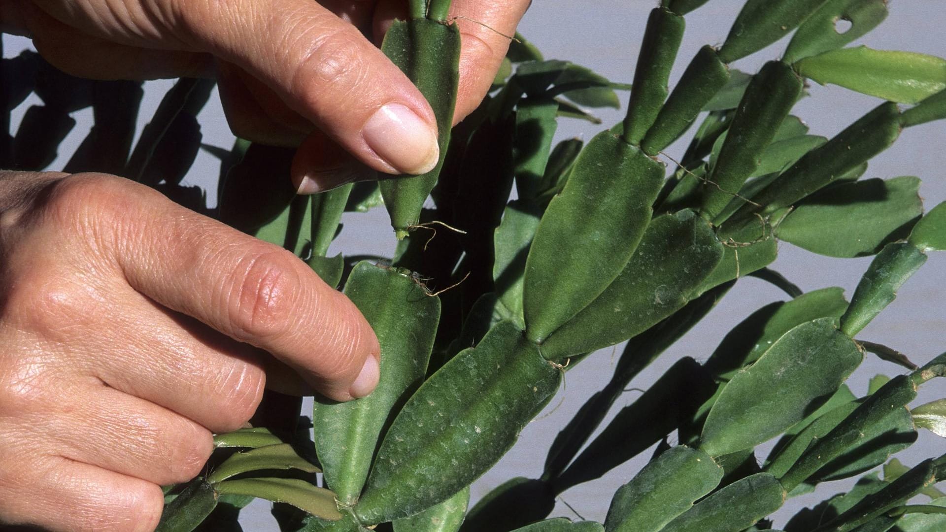 Schlumbergera truncata