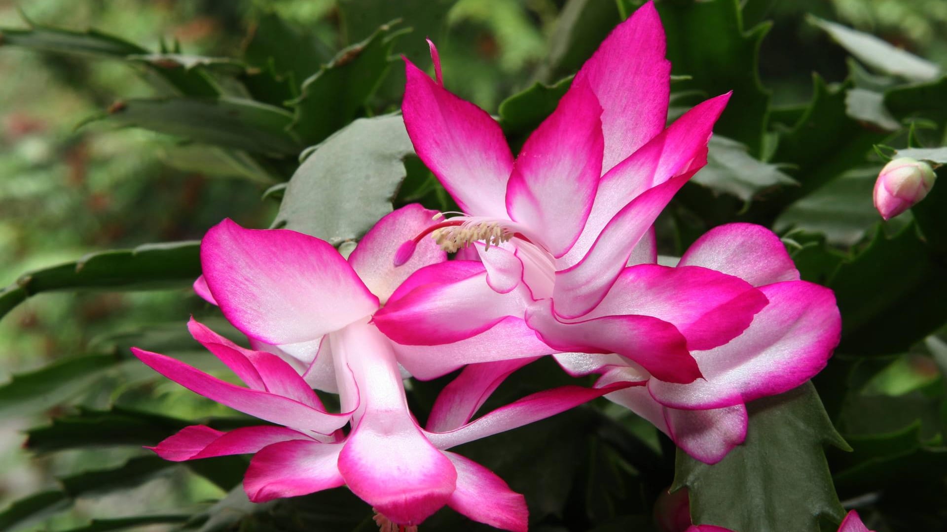 Schlumbergera