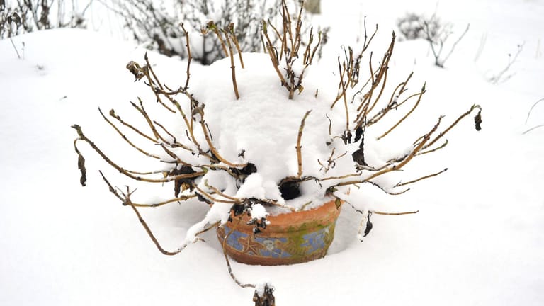 Schneebedeckte Kübelpflanze