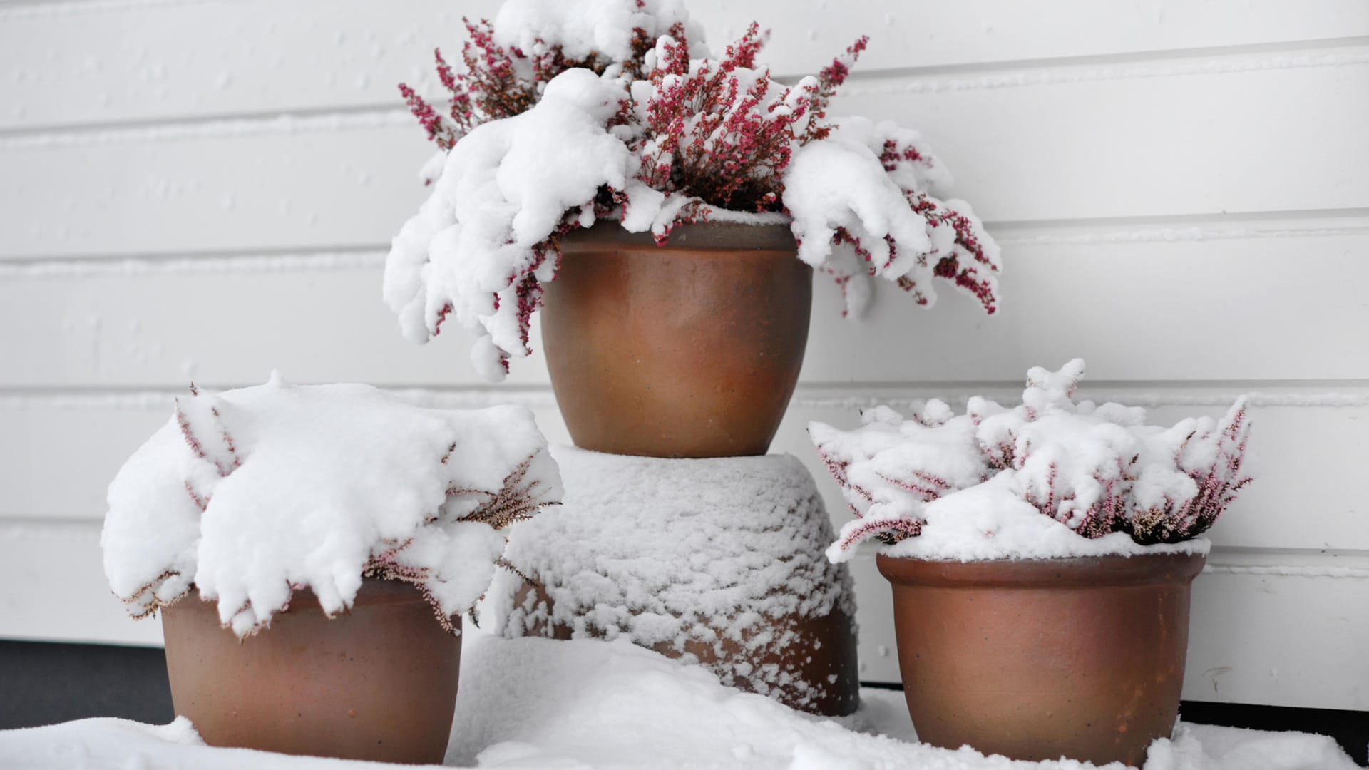 Kübelpflanzen im Schnee