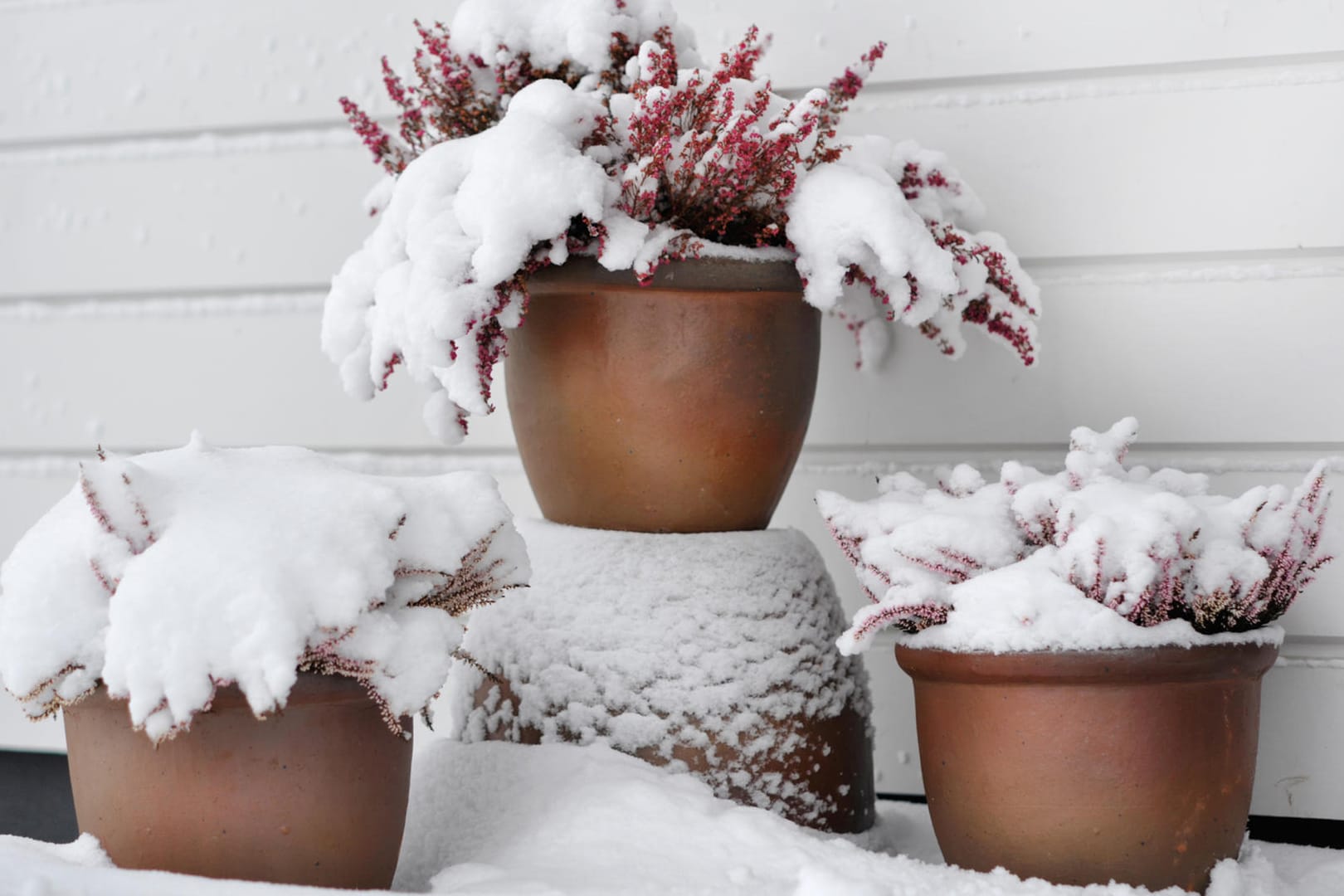 Kübelpflanzen im Schnee