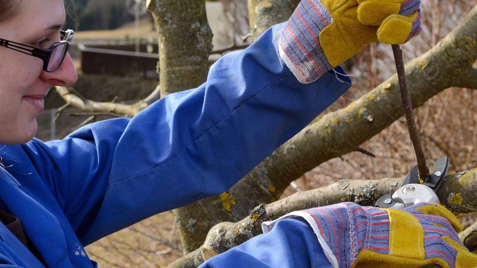 junge Frau beim Winterschnitt eines Obstbaumes