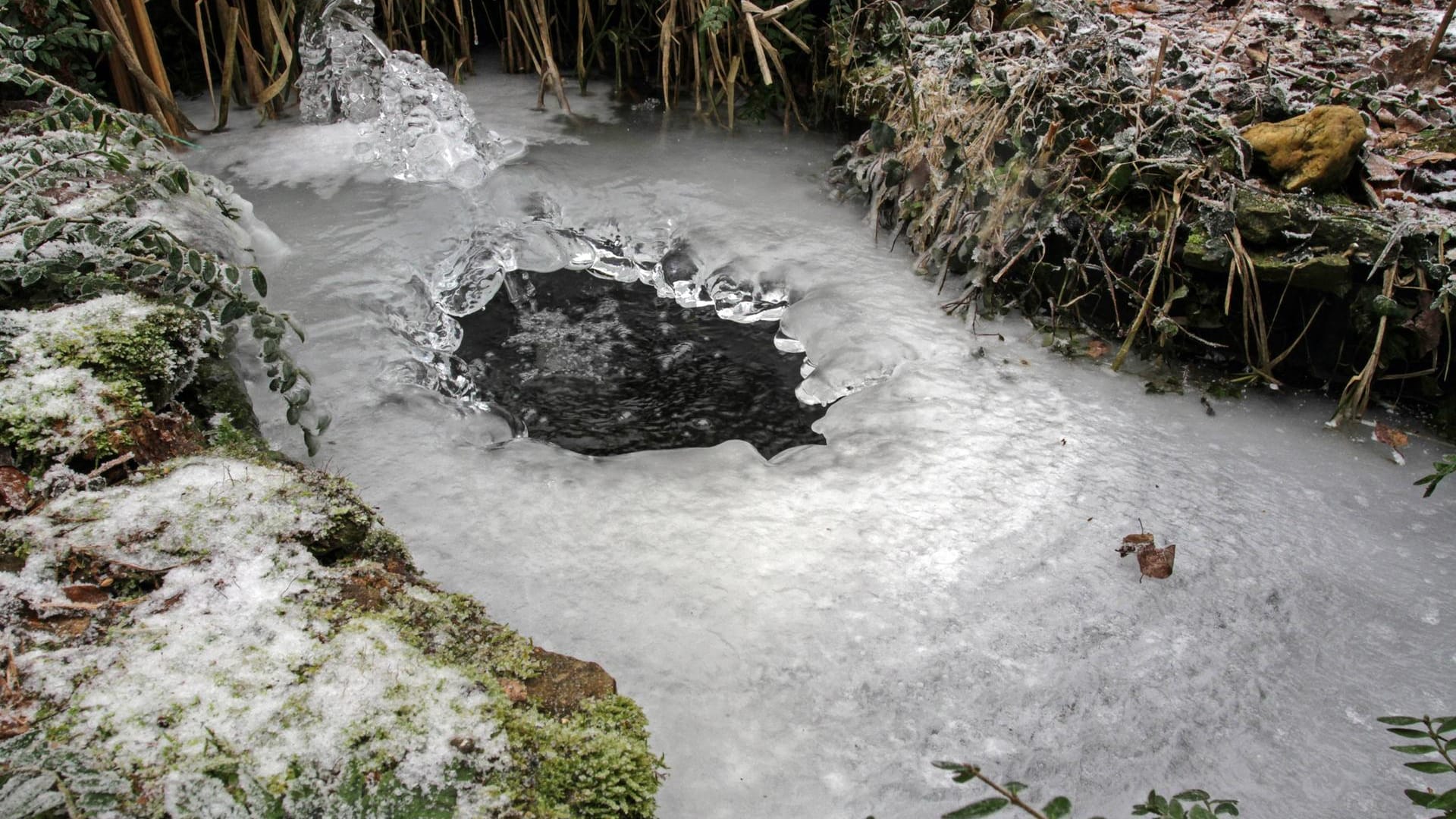 Eisgebilde an einem Gartenteich