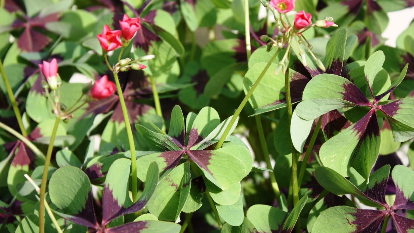 Oxalis tetraphylla Blüte