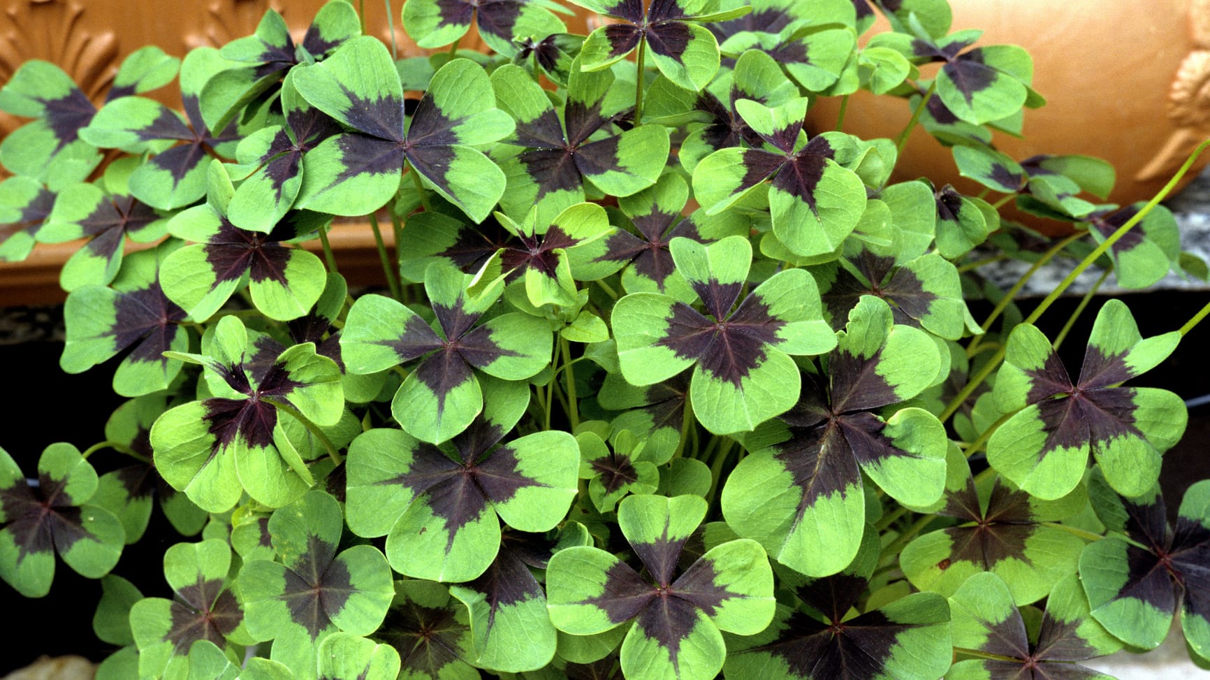 Oxalis tetraphylla; four-bladed