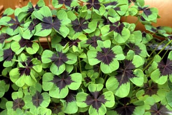 Oxalis tetraphylla; four-bladed