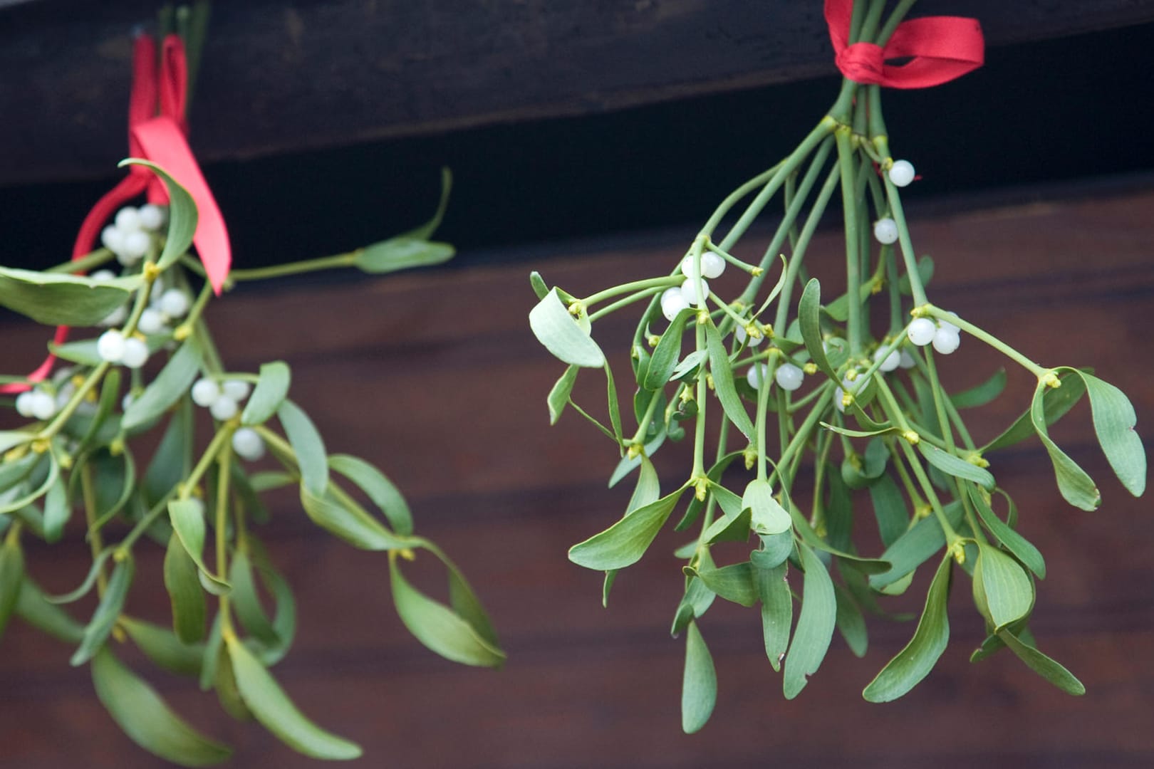 Mistletoe