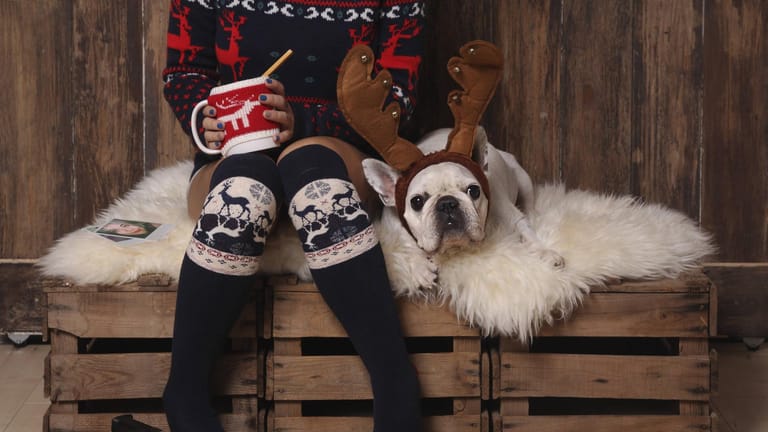 Hund im Kostüm: Für Haustiere ist Weihnachten eine stressige Zeit. (Symbolfoto)