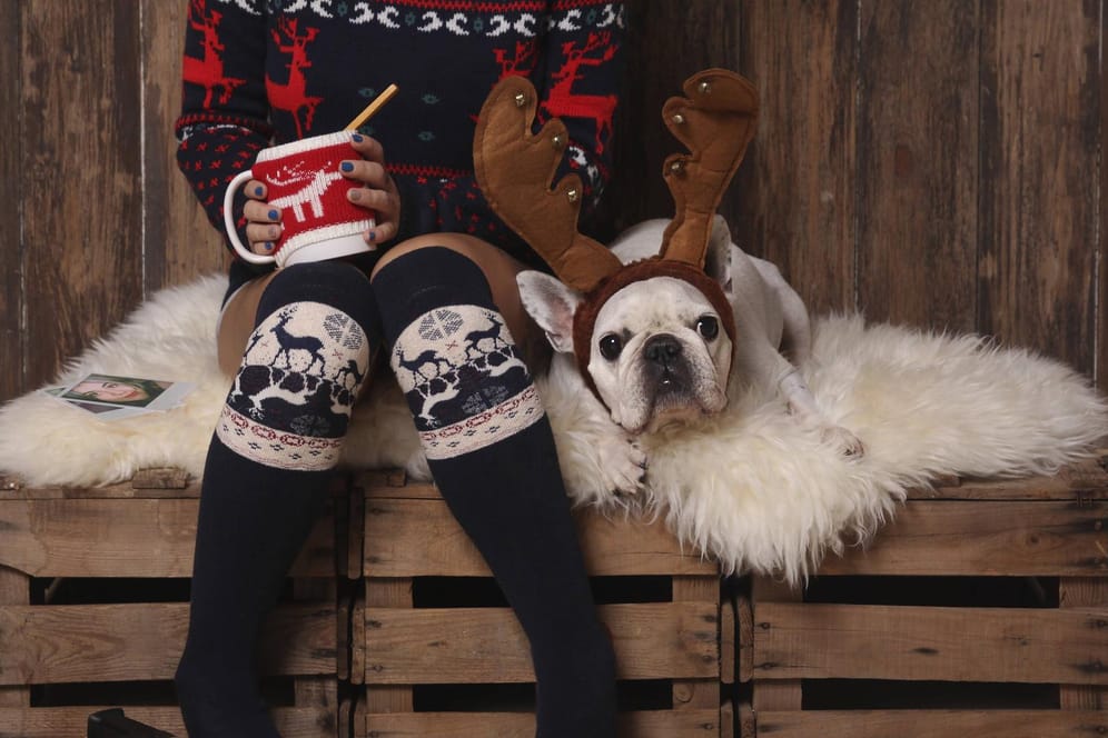 Hund im Kostüm: Für Haustiere ist Weihnachten eine stressige Zeit. (Symbolfoto)