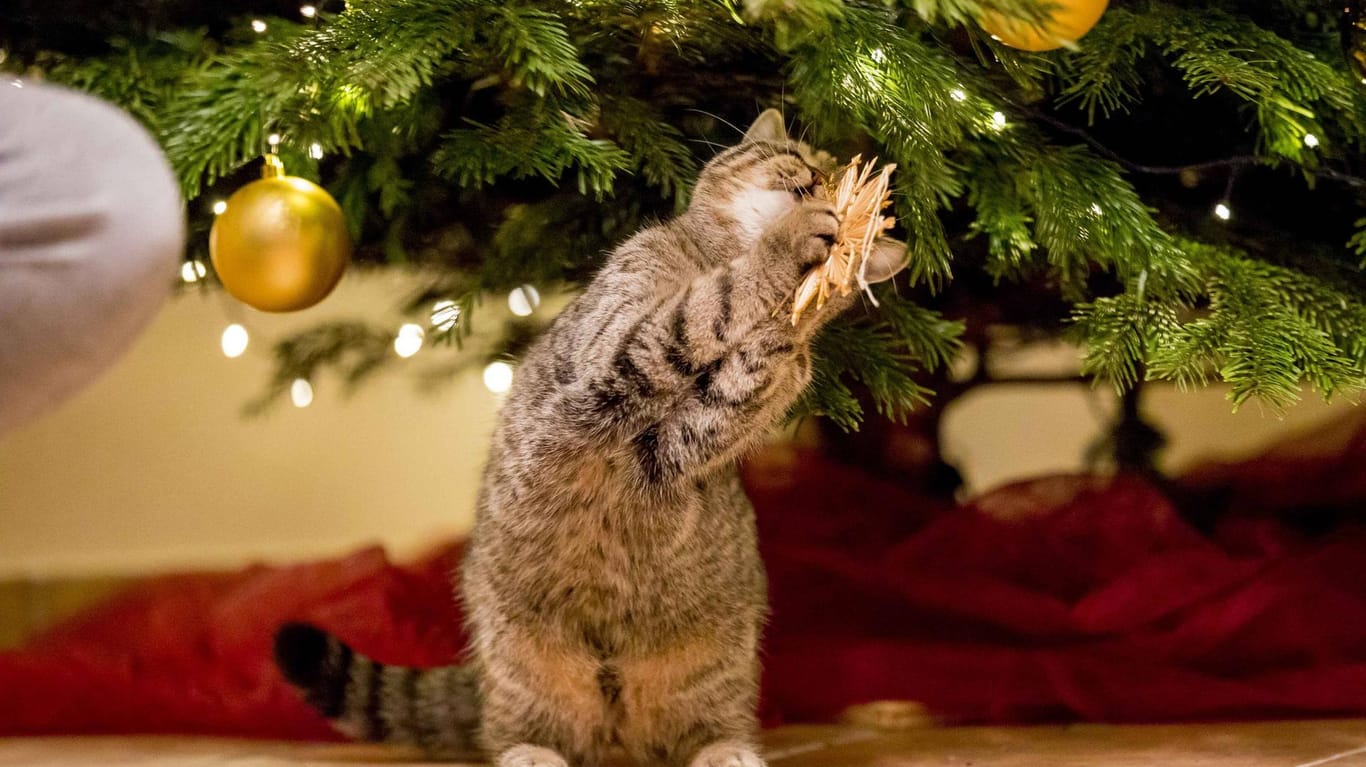 Unterm Tannenbaum: Wer eine Katze hat, sollte den Baum sicher und stabil aufstellen.
