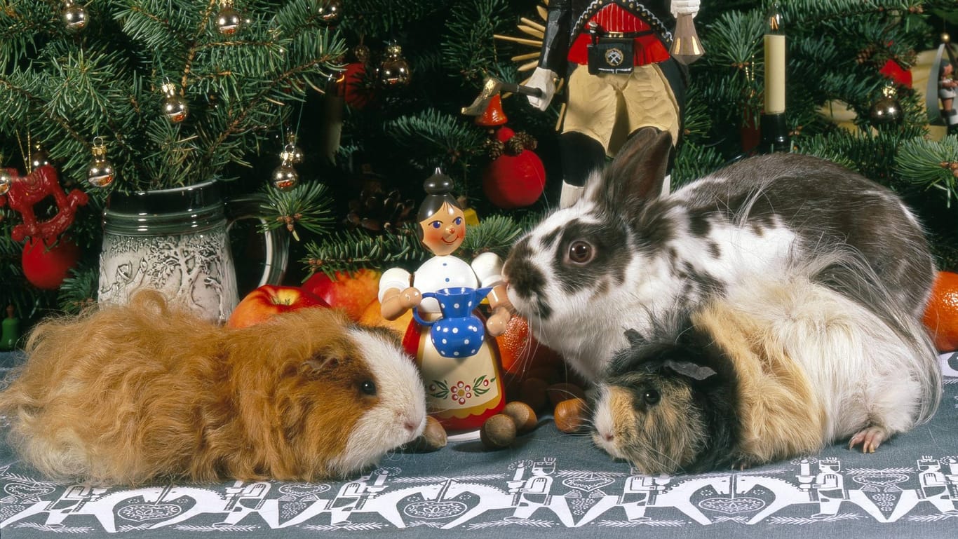 Haustiere zu Weihnachten: Wer dekoriert, sollte auch aufpassen, was die Tiere anknabbern.