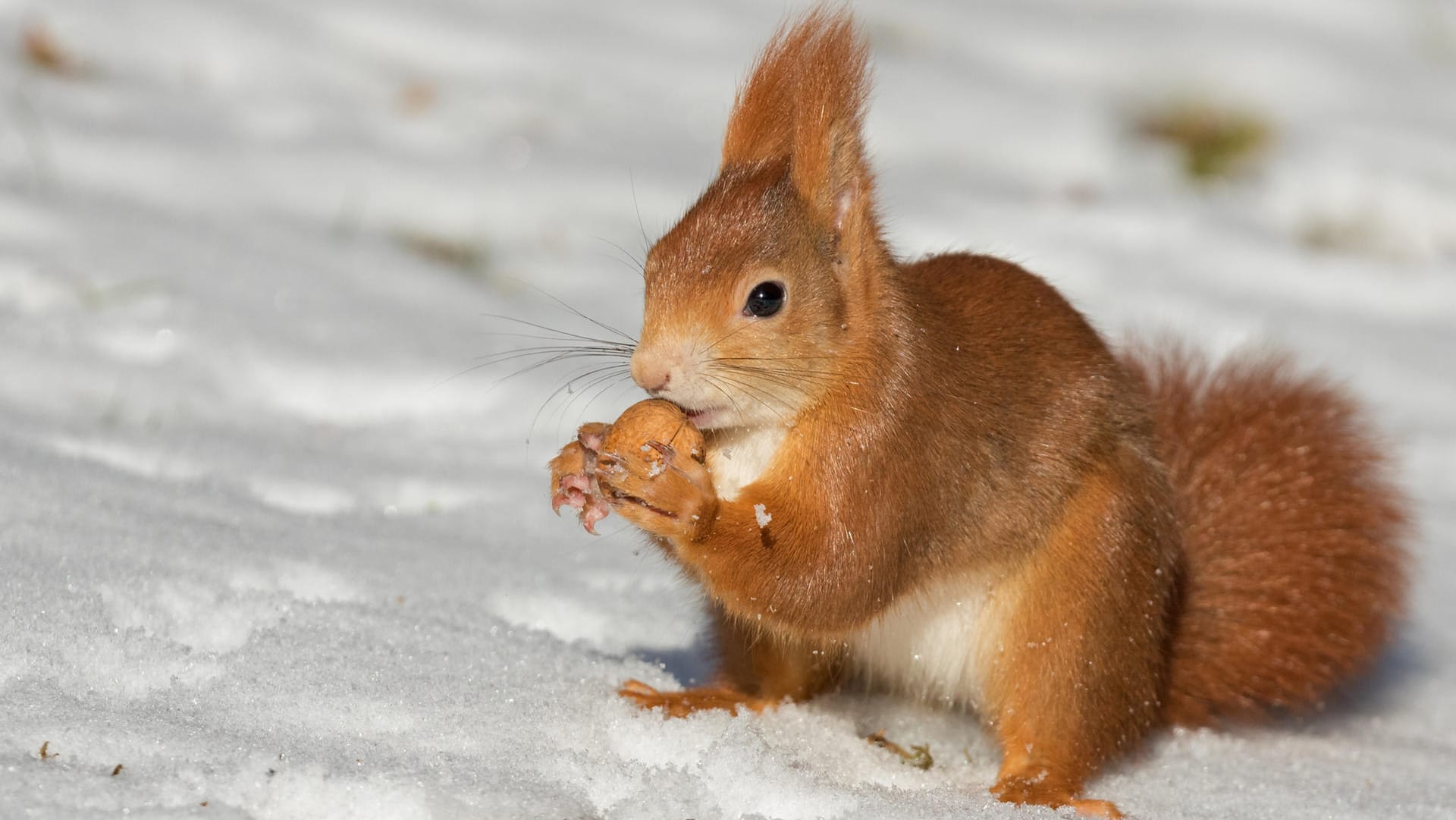 Waldtier: Eichhörnchen verbringen den Großteil des Winters in ihren warmen Nestern.