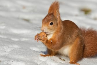 Waldtier: Eichhörnchen verbringen den Großteil des Winters in ihren warmen Nestern.