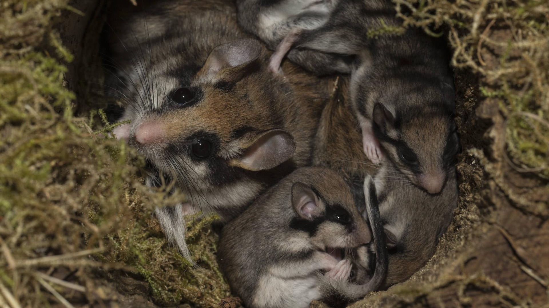 Siebenschläfer: Die Nagetiere halten rund sieben Monate Winterschlaf.