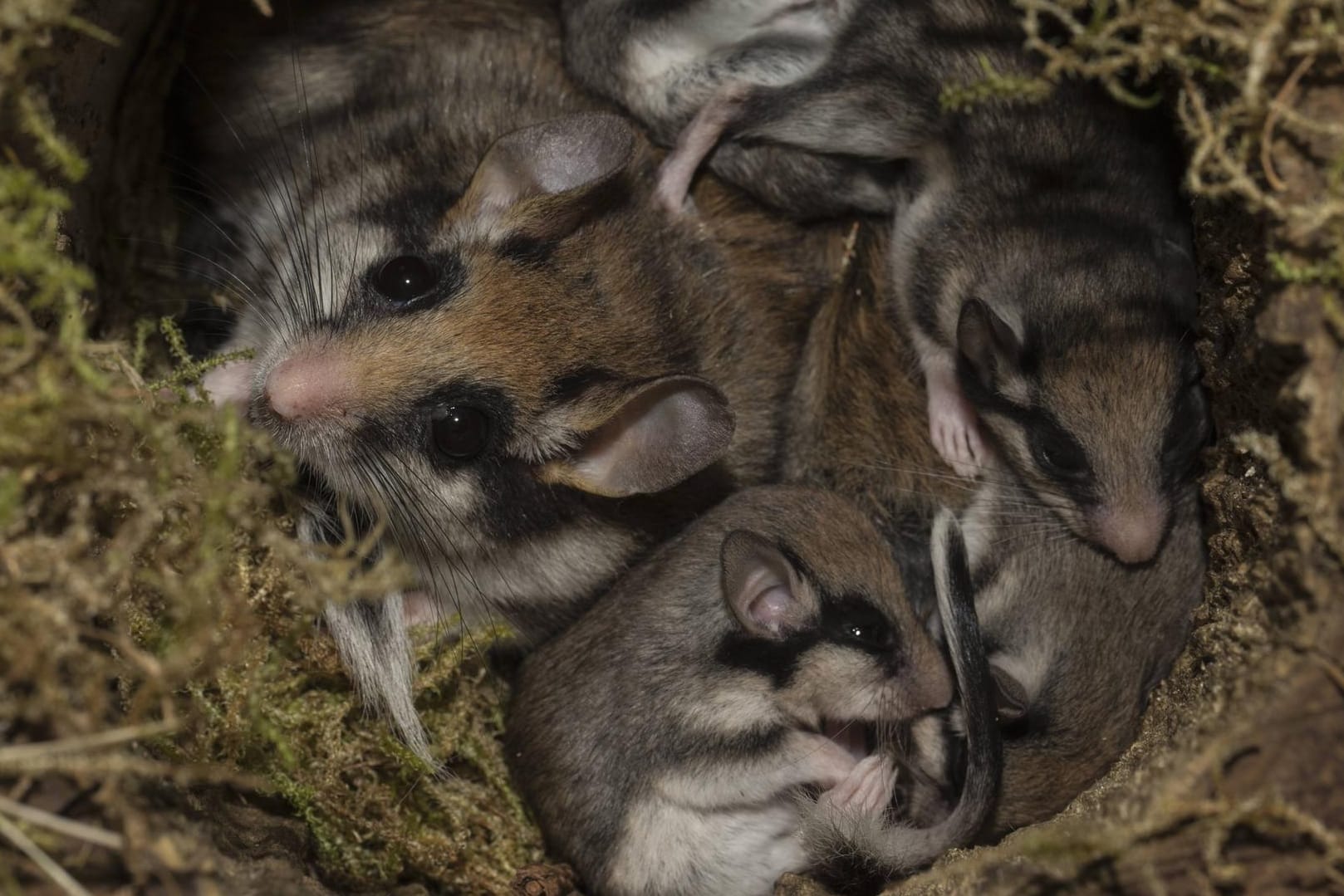 Siebenschläfer: Die Nagetiere halten rund sieben Monate Winterschlaf.