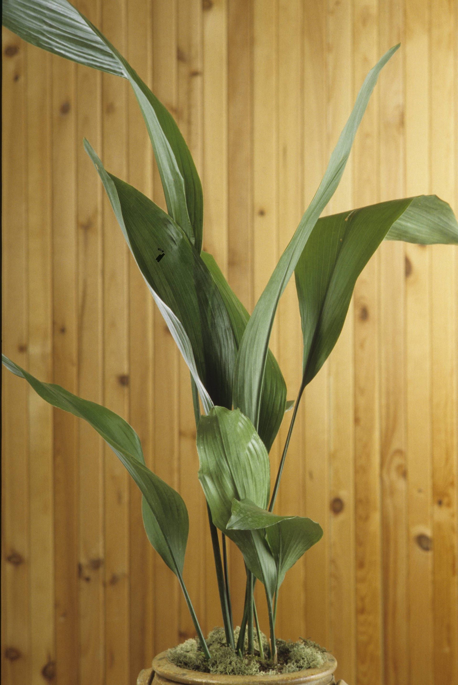Schusterpalme: Die Zimmerpflanze kann bis zu 70 Zentimeter groß werden.