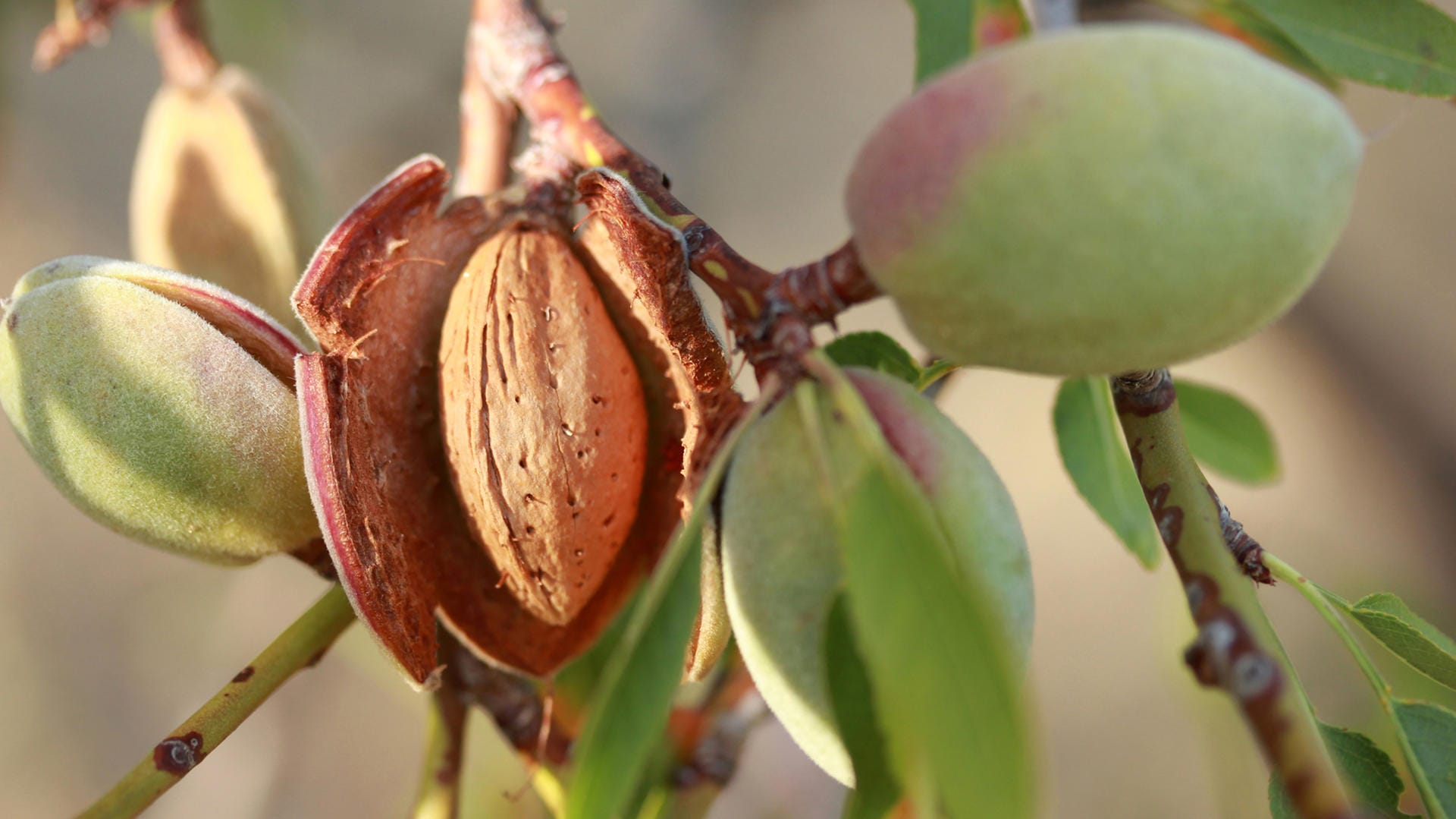 Mandelbaum: In der Frucht befindet sich der Steinkern.