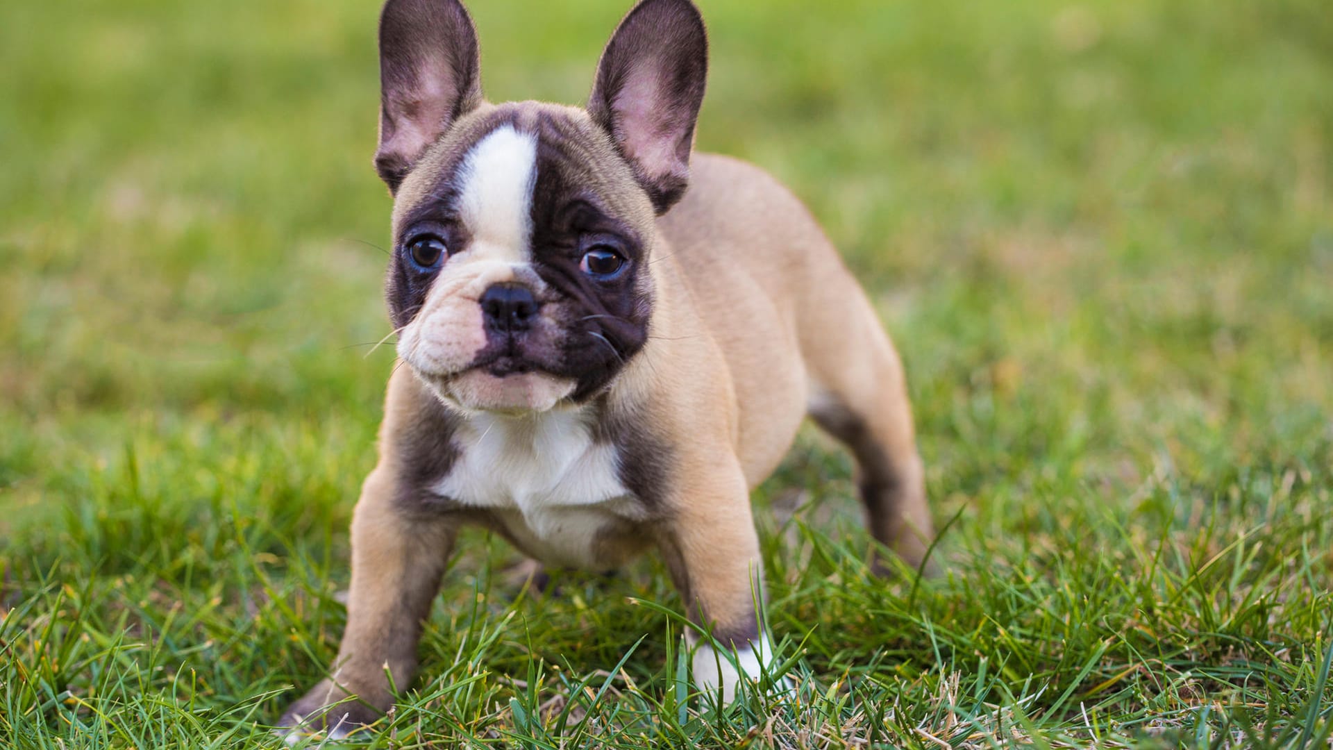 Französische Bulldogge: Im Mittelfeld liegt die Französische Bulldogge. Die kleine, lebhafte und verspielte Hunderasse belegt Platz fünf im Ranking der beliebtesten Hunderassen. Kein Wunder, schließlich ist sie ein idealer Familienhund und sehr sportlich.