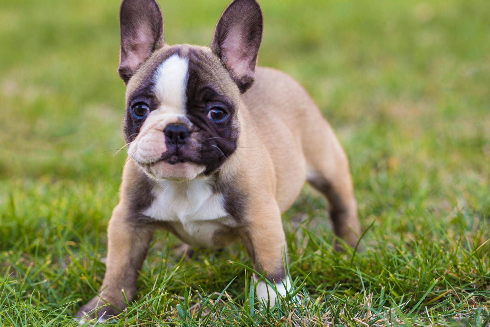 Französische Bulldogge: Im Mittelfeld liegt die Französische Bulldogge. Die kleine, lebhafte und verspielte Hunderasse belegt Platz fünf im Ranking der beliebtesten Hunderassen. Kein Wunder, schließlich ist sie ein idealer Familienhund und sehr sportlich.