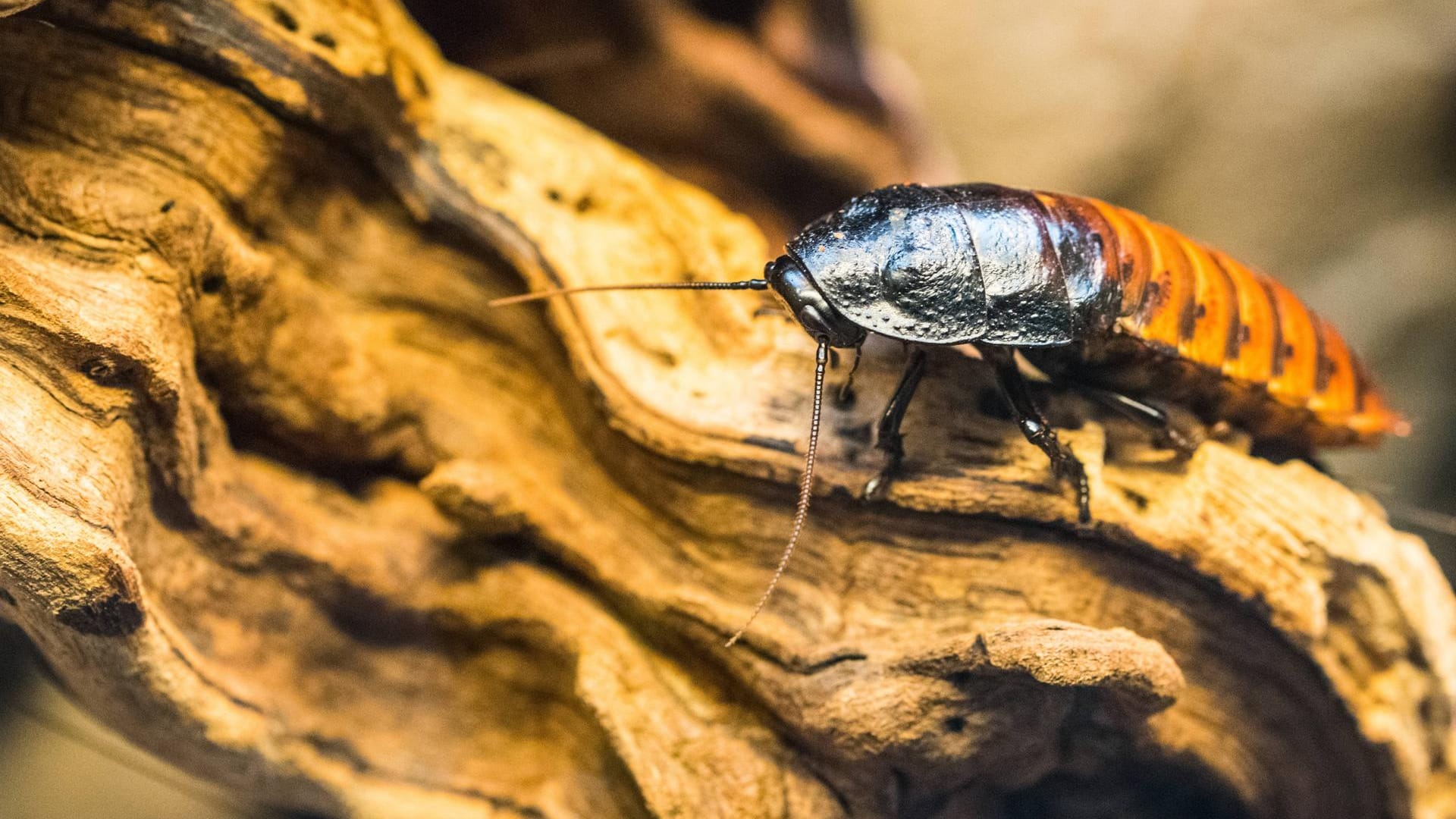 Kakerlaken: Einige Liebhaber halten Schabentiere wie Haustiere in Terrarien.