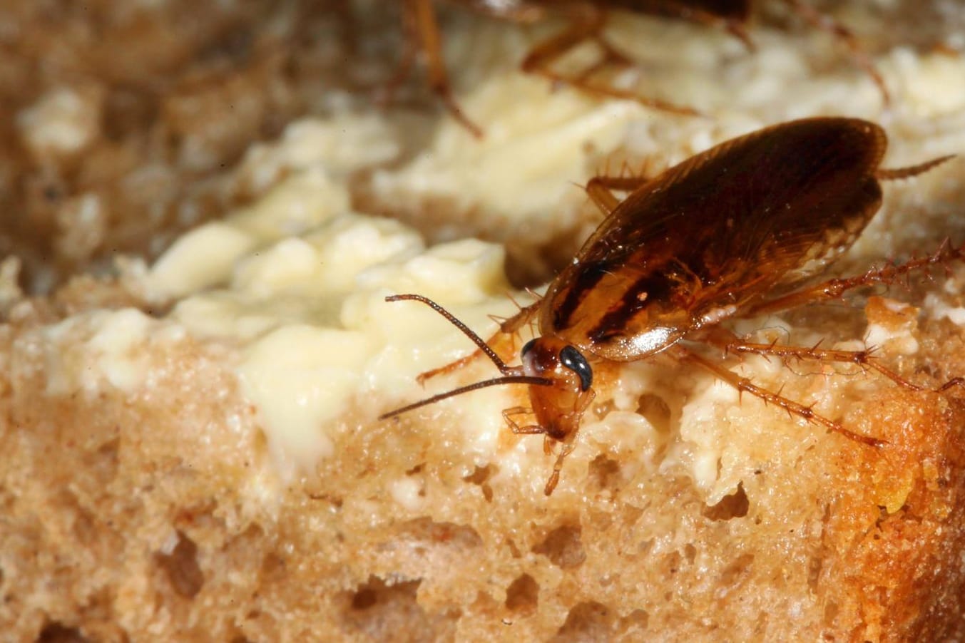 Deutsche Schaben (Blattella germanica) auf einem Brotrest: Deutsche Schaben sind kleiner als amerikanische Schaben