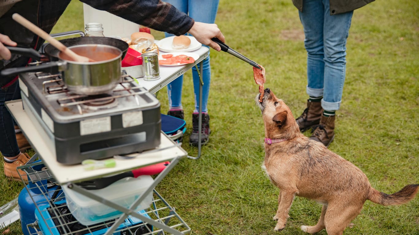 Hund bekommt ein Steak: Stark gewürzte Fleischstücke können beim Tier Magen-Darm-Reizungen auslösen.