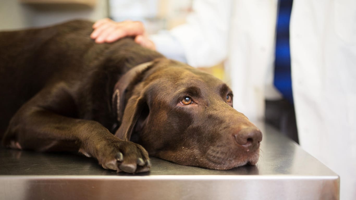 Hund mit Vergiftungserscheinung: Wenn Ihr Hund etwas Falsches gefressen hat, sollten Sie sofort einen Tierarzt aufsuchen.