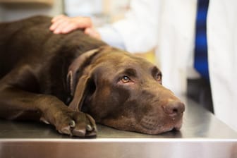 Hund mit Vergiftungserscheinung: Wenn Ihr Hund etwas Falsches gefressen hat, sollten Sie sofort einen Tierarzt aufsuchen.
