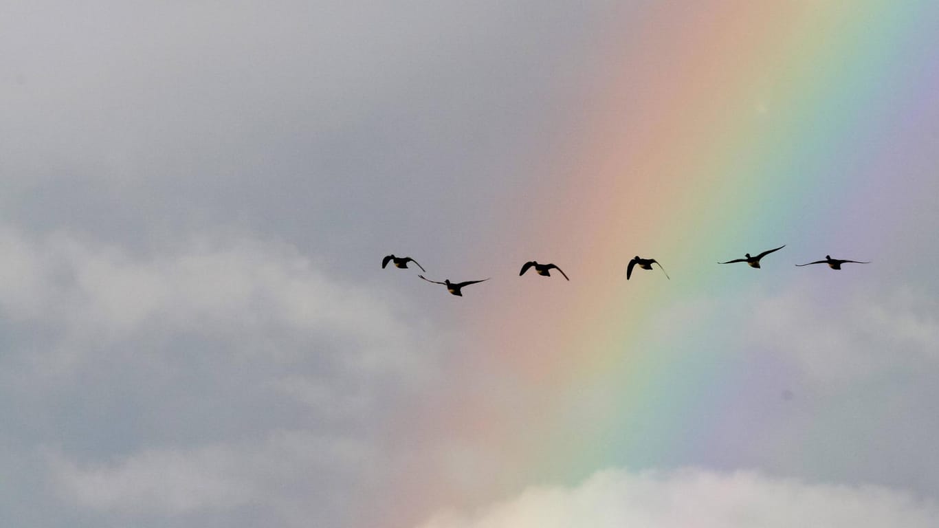 Enten vor einem Regenbogen fliegen am Himmel, mit einem Regenbogen im Hintergrund.