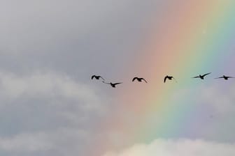 Enten vor einem Regenbogen fliegen am Himmel, mit einem Regenbogen im Hintergrund.