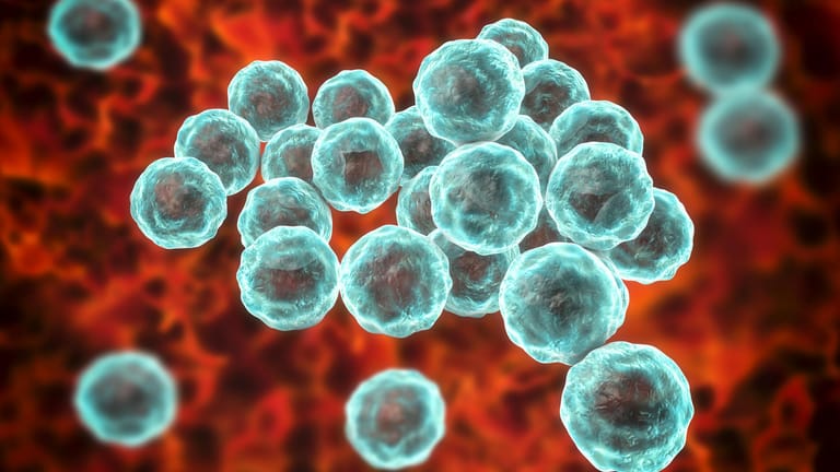 3D-Darstellung von Chlamydien: Es sind Bakterien, die auf Schleimhäuten Infektionen auslösen können.
