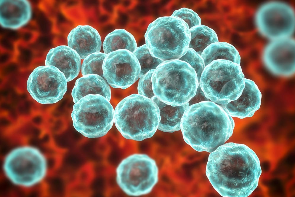 3D-Darstellung von Chlamydien: Es sind Bakterien, die auf Schleimhäuten Infektionen auslösen können.