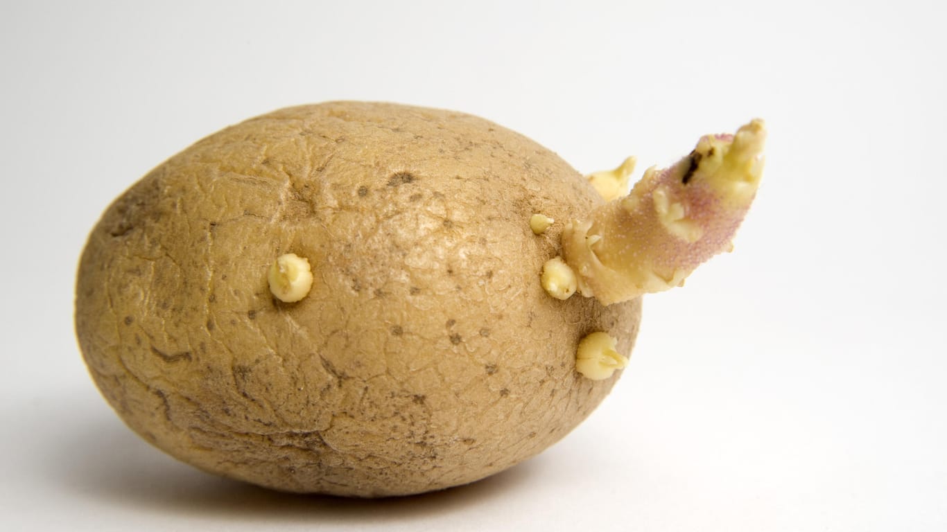 Großzügig wegschneiden: In den Keimen von Kartoffeln steckt der Giftstoff Solanin.