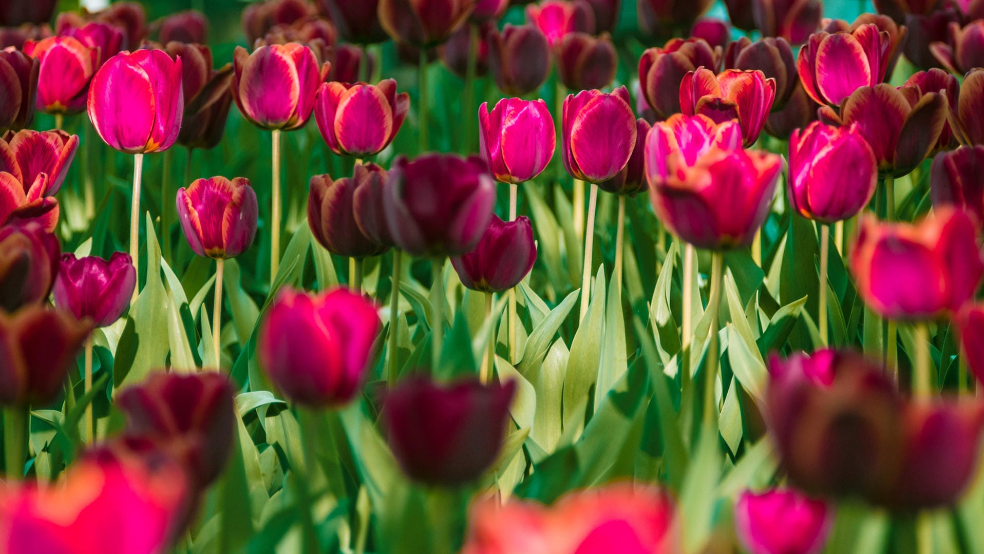 Darwin-Hybrid-Tulpen: Sie blühen in den meisten Jahren rechtzeitig zum Osterfest.