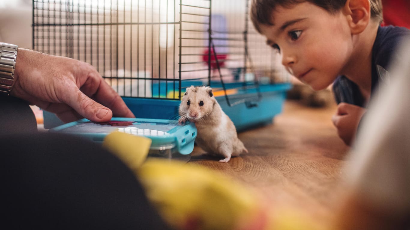 Hamster vor dem Käfig: Die Haltung eines Kleintieres darf der Vermieter nicht verbieten.