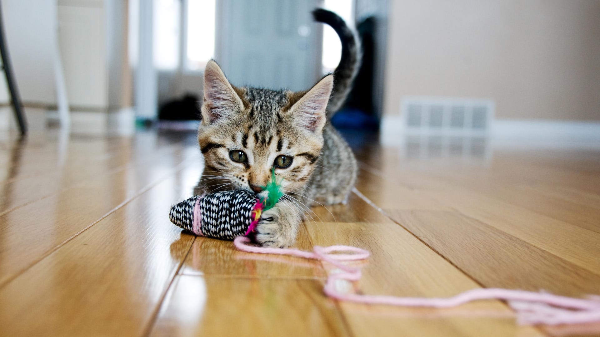 Kleine Katze mit Spielzeugmaus: Die Katze ist des Deutschen liebstes Haustier.