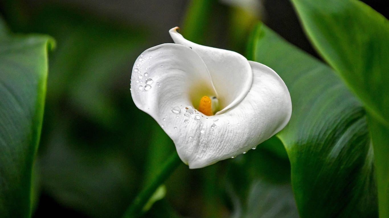 Weiße Calla: Jeder Trieb der Pflanze endet in einem Blütenkolben, der von einem Hochblatt umschlossen wird.