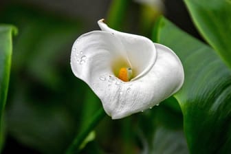 Weiße Calla: Jeder Trieb der Pflanze endet in einem Blütenkolben, der von einem Hochblatt umschlossen wird.
