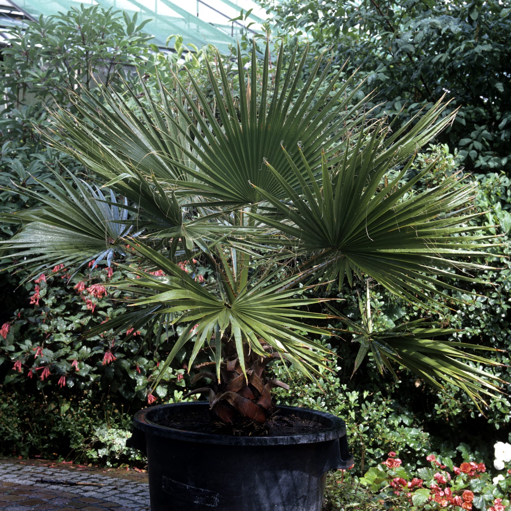 Hanfpalme: Die exotische Pflanze kann mit dem richtigen Schutz draußen überwintern.