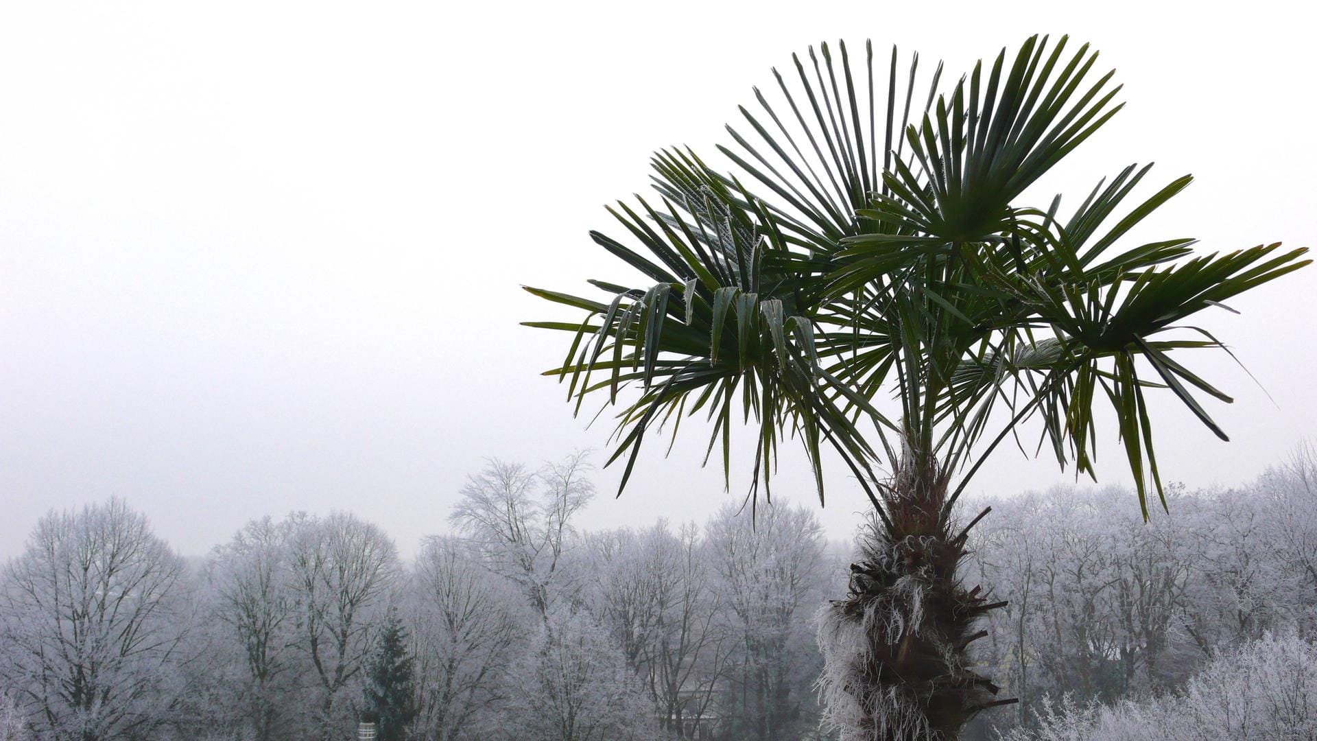 Chinesische Hanfpalme