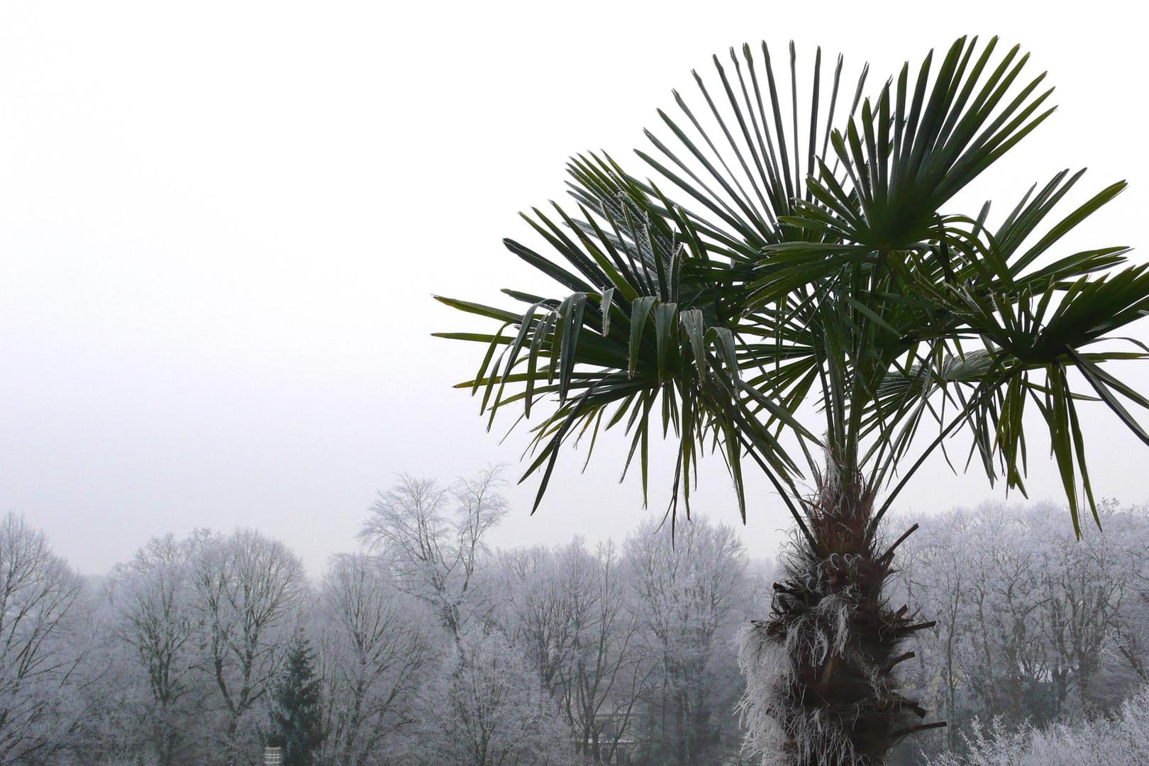 Chinesische Hanfpalme