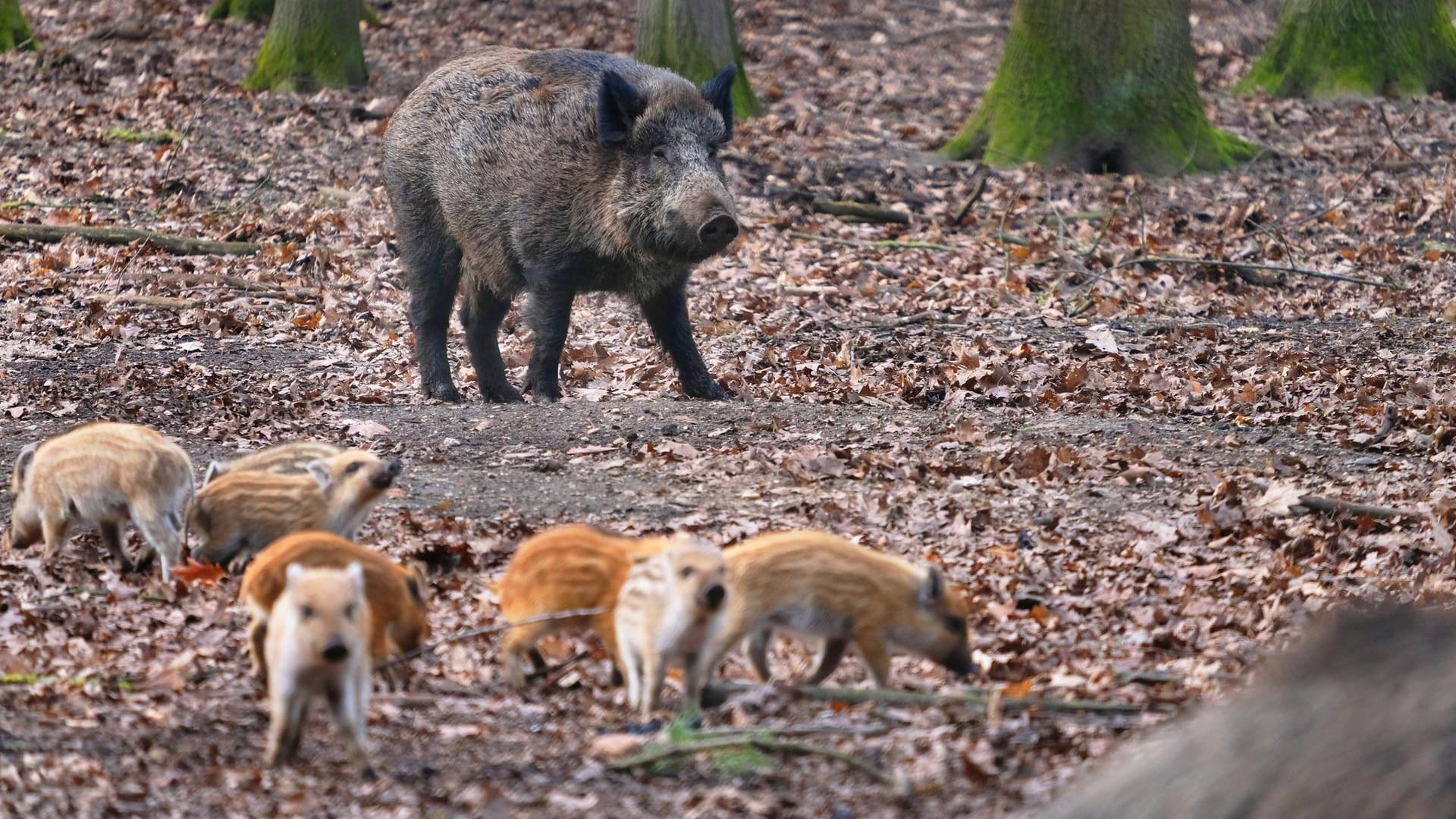 Wildschweine